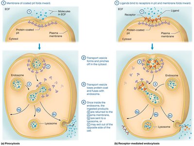 Pinocytosis and receptor-mediated endocytosis