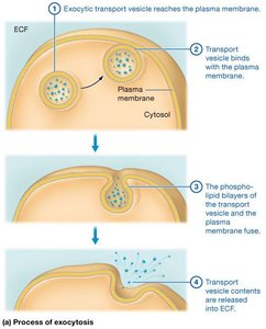 Exocytosis process