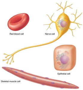 Cell diversity