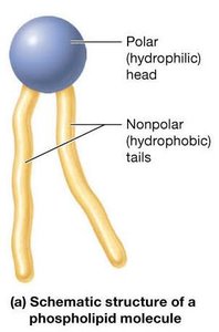 Phospholipid molecule structure