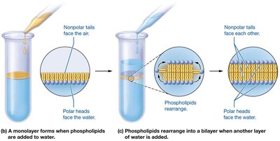 Formation of phospholipid bilayer