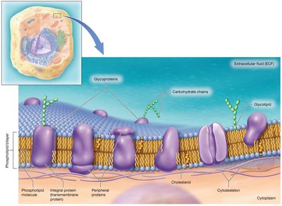 Fluid mosaic model of plasma membrane