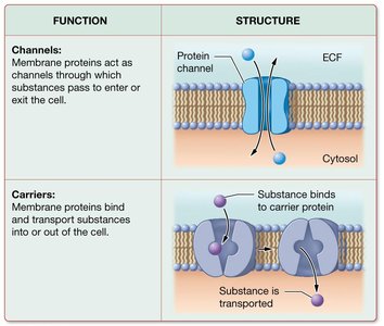 Functions of membrane proteins: channels and carriers