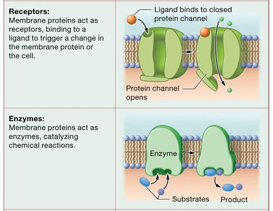 Functions of membrane proteins: receptors and enzymes