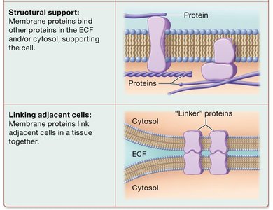 Functions of membrane proteins: structural support and linking cells