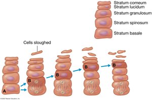 Keratinocyte migration through epidermal layers