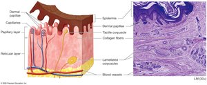Structure of the dermis