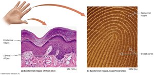 Epidermal ridges and fingerprint patterns