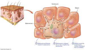 Melanocytes and melanin function