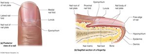 Nail structure