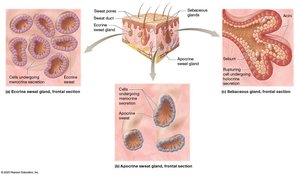 Sweat glands and sebaceous glands