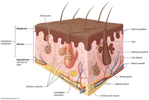 Basic anatomy of the skin