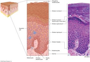 Structure of the epidermis