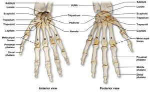 Wrist bones, anterior and posterior view