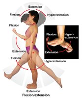 Flexion and extension movements