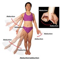 Abduction and adduction movements