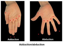 Adduction and abduction of fingers