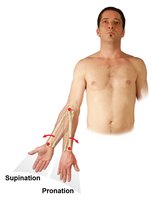 Pronation and supination of the forearm