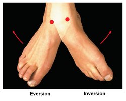 Eversion and inversion of the foot