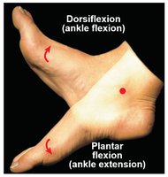 Dorsiflexion and plantar flexion of the ankle