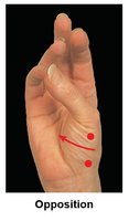 Opposition movement of the thumb