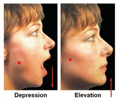 Depression and elevation movements