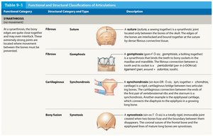 Table of synarthrosis joint types