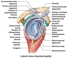 Shoulder joint anatomy
