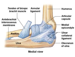 Elbow joint anatomy