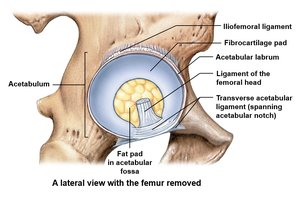 Hip joint anatomy