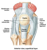 Knee joint anatomy