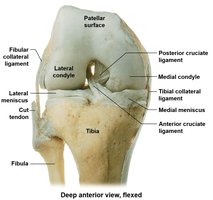 Knee joint ligaments and menisci
