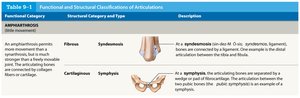 Table of amphiarthrosis joint types