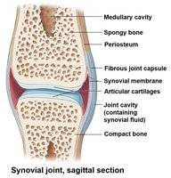 Synovial joint, sagittal section