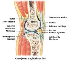 Knee joint, sagittal section showing accessory structures