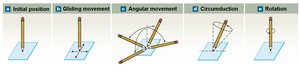 Types of joint movement: gliding, angular, circumduction, rotation