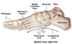 Wrist bones, anterior and posterior view
