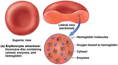 Erythrocyte structure and hemoglobin content