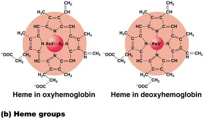 Heme groups in hemoglobin