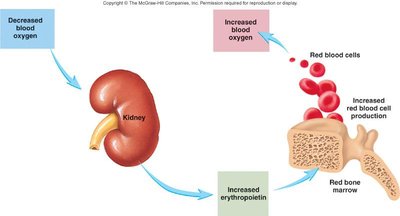 Erythropoiesis regulation feedback loop