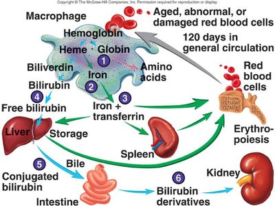 Erythrocyte death and recycling