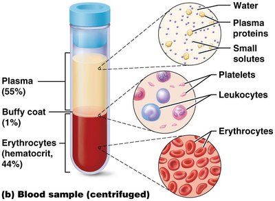 Centrifuged blood sample showing plasma, buffy coat, and erythrocytes
