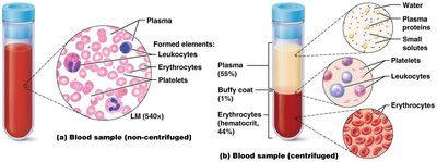 Comparison of non-centrifuged and centrifuged blood samples