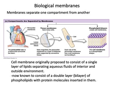 Biological membranes and compartment separation