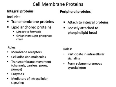 Summary of integral and peripheral protein roles