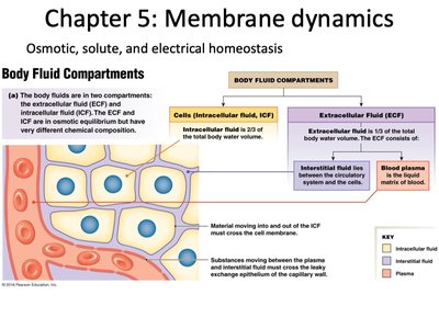 Body fluid compartments and their distribution