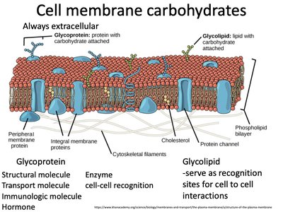 Cell membrane carbohydrates and their roles