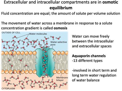Body fluid compartments by volume