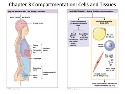 Anatomical and functional body compartments