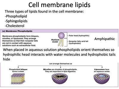 Types of cell membrane lipids and their arrangement